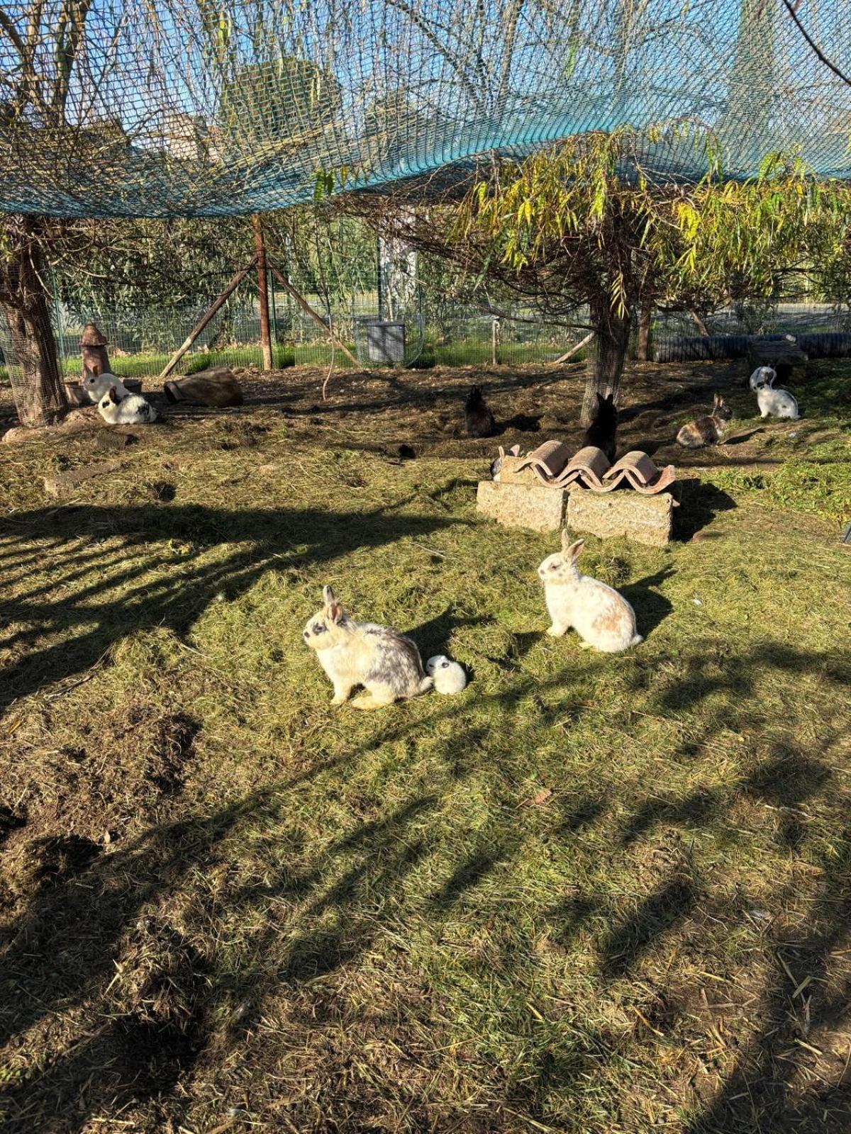 Fattoria Palazzeta - Pet & Family Friendly Aparthotel Cecina  Eksteriør bilde
